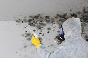 mold remediation Denver services